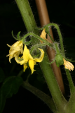 Solanum lycopersicum RCP7-2013 58 - Copy.JPG